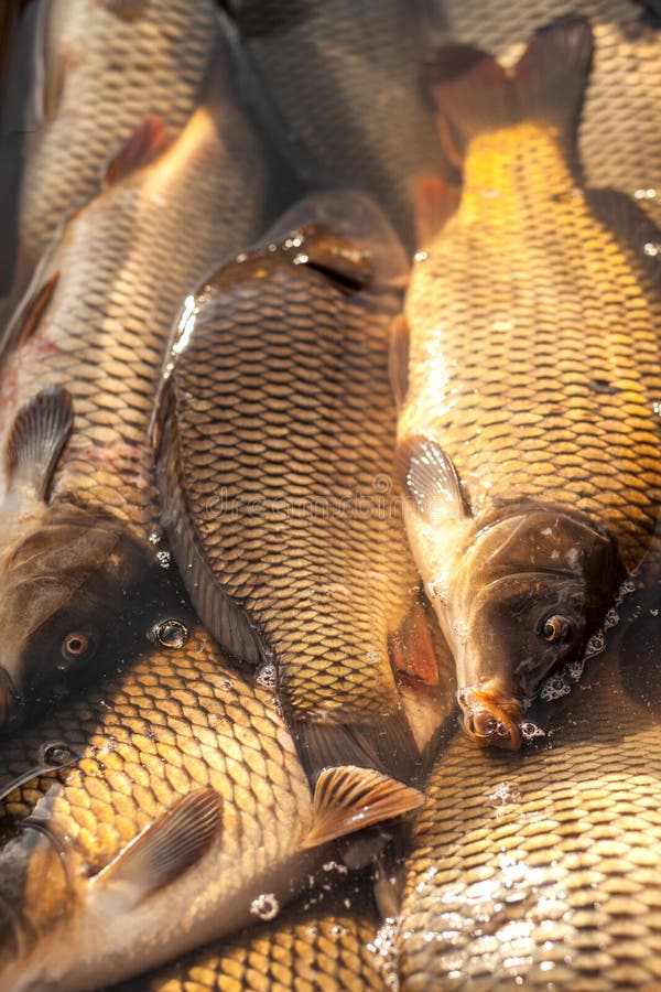 Fresh carp fish closeup. stock photo. Image of market 174251686