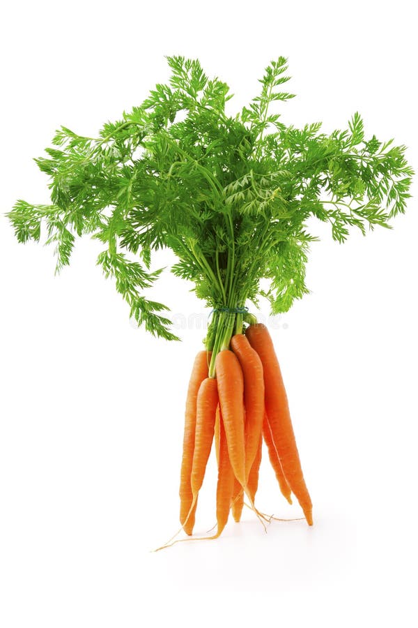 Fresh carrot