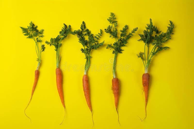 Fresh Carrot with Leaves on Yellow Background Stock Image Image of tuber, ripe 216597229