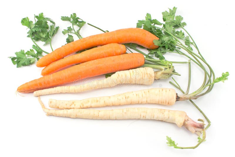 Fresh Carrot and Parsley with Root Stock Image Image of isolated