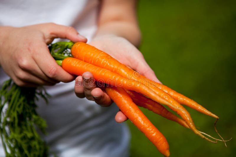 Fresh carrots