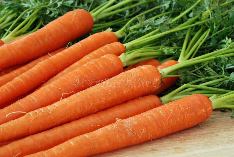 Fresh Carrots. Freshly washed whole carrots with tops on wooden cutting board. Close-up with shallow dof stock photography