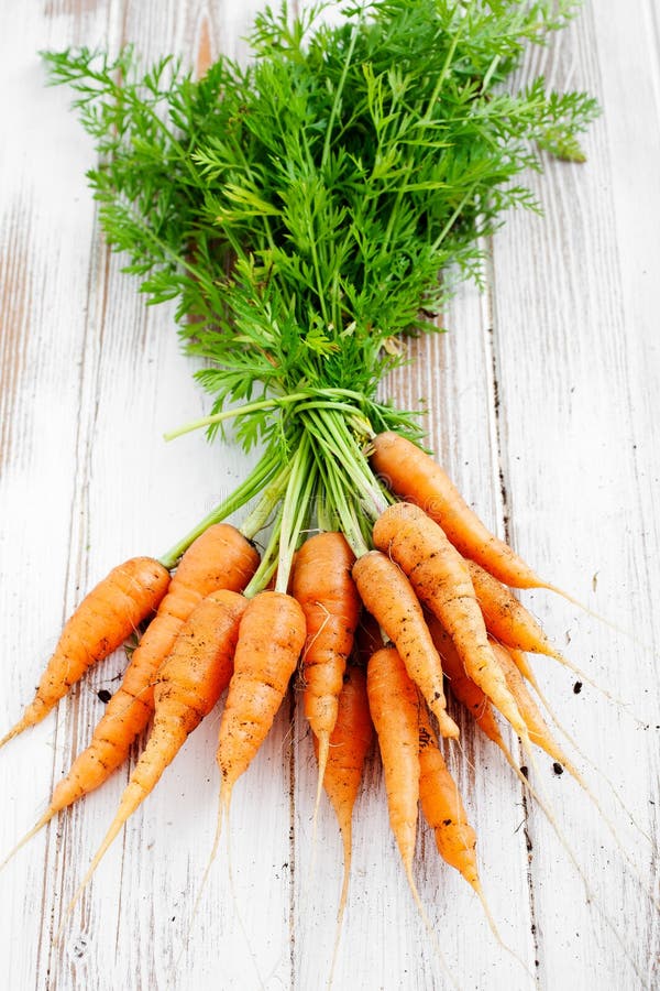 Bunch of Carrots with Green Leaves in a Man Hand Stock Image Image of