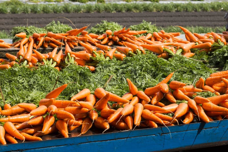 Farm fresh carrots stock photo. Image of horizontal, farm 59152272