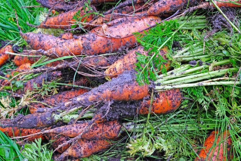 Fresh carrots out stock photo. Image of harvested, growth 77861578