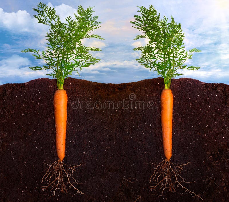 Record Growth in Organic Food