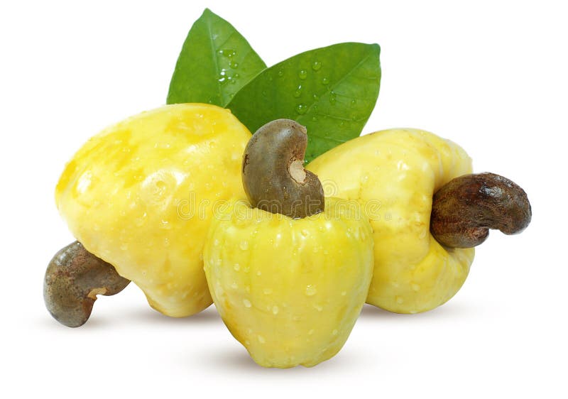 Cashew Fruit Isolated Cut Out on White Background Stock Image Image