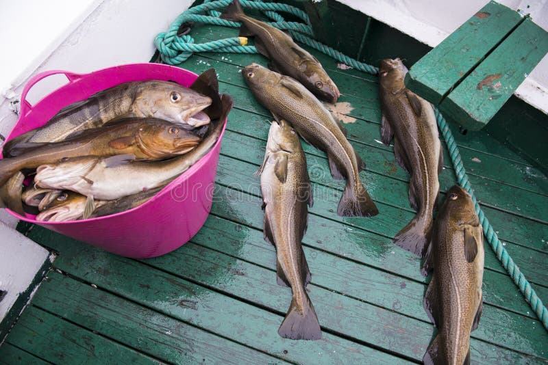 Fresh catch cod on the boat, ocean and sea fishing, Iceland