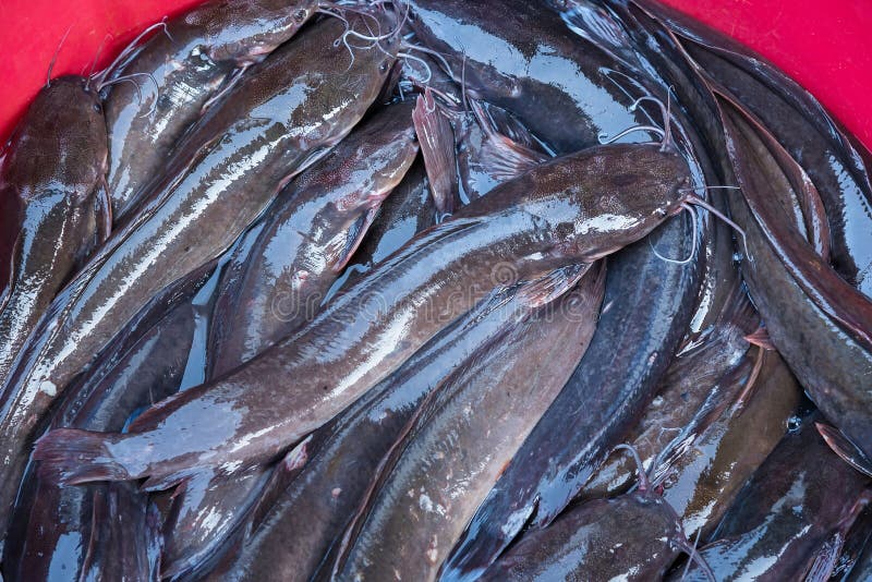 Catfish In Market, Thailand Stock Image Image of drinking, animal