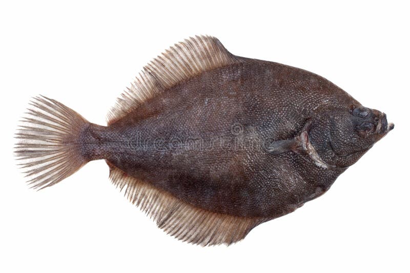 Fresh caught plaice stock images