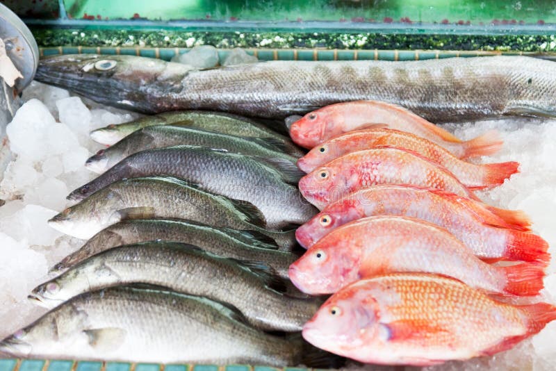 https://thumbs.dreamstime.com/b/fresh-caught-sea-fish-counter-fish-market-30197628.jpg