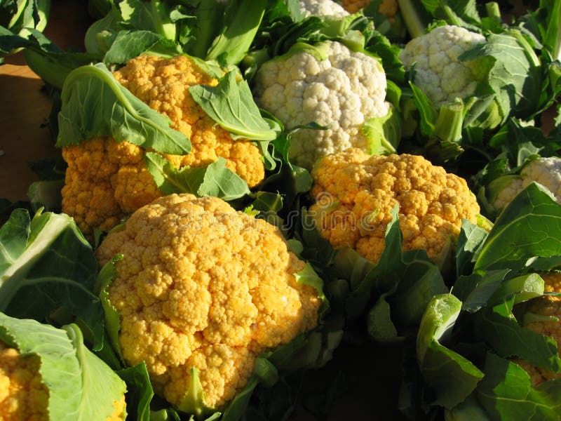 Cauliflower Crop Just before Harvest on Farm in Australia with Gumtrees