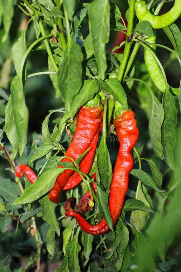 Fresh Red Hot Cayenne Chili Pepper Closeup Stock Image Image of