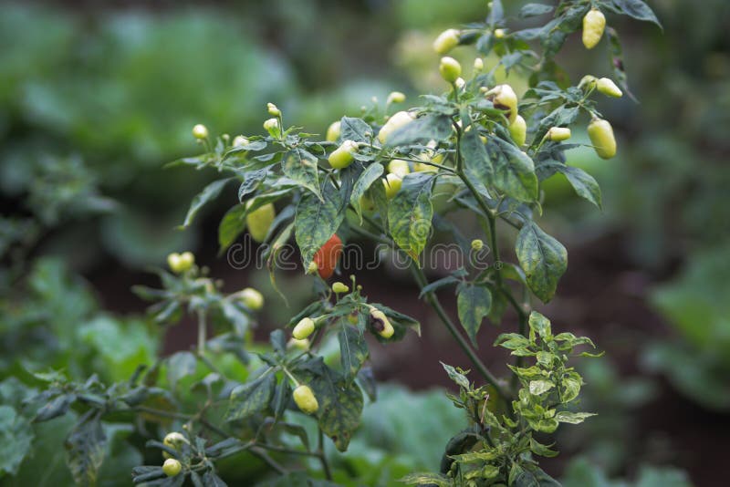 Cayenne Pepper Leaves are Turned Yellow because of Viral Diseases and