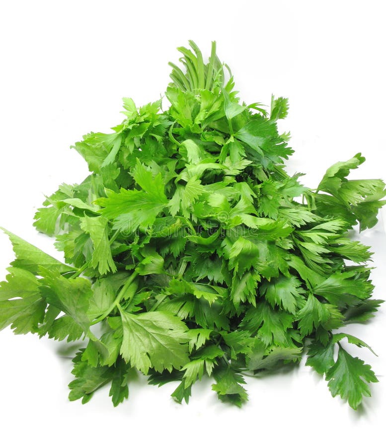 Herbal Tea with Fresh Currant Stock Image Image of mint, green 23537079