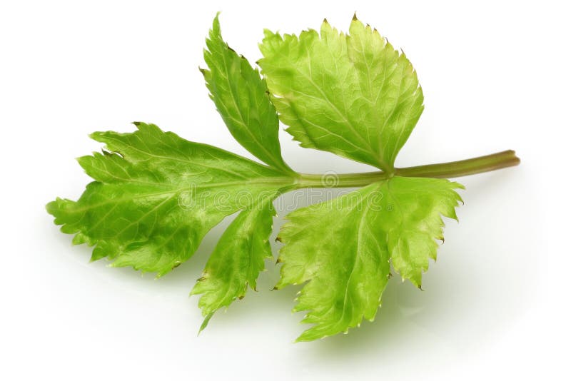 Fresh Celery Stalks and Leaves Isolated Stock Image Image of