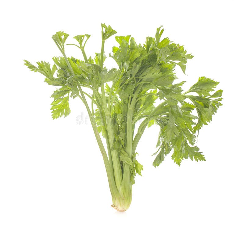 Fresh Celery Stalks on a White Background Stock Photo - Image of ...