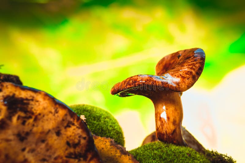 Fresh Chanterelle Mushroom Growing in the Woods on Moss Stock Photo Image of gourmet, fresh