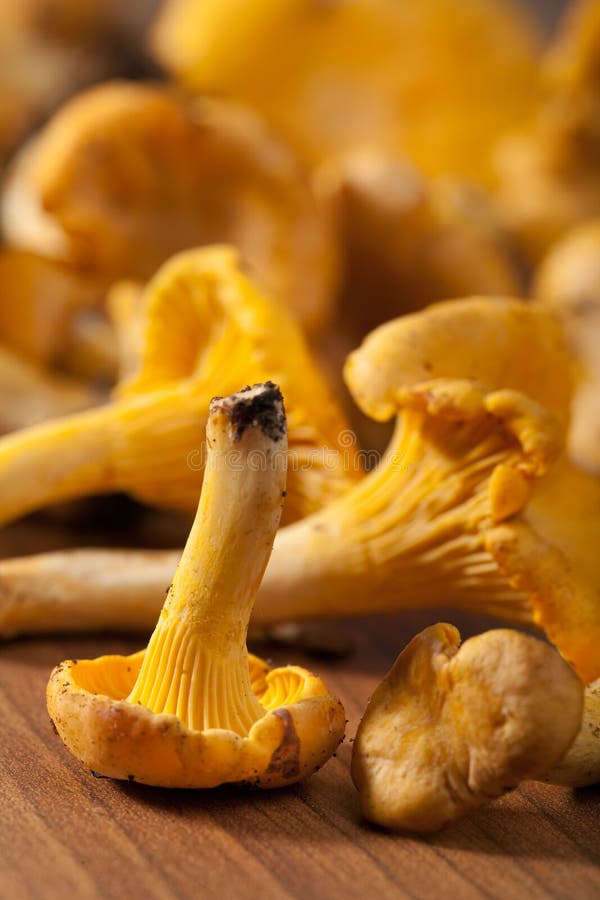 Fresh Chanterelle Mushrooms Stock Photo Image of gourmet, macro 10884038
