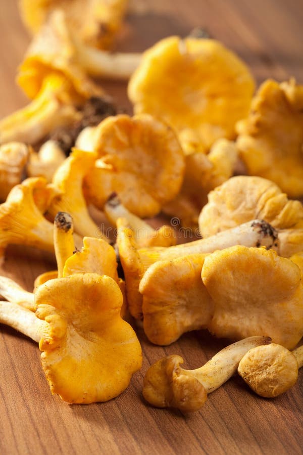 Fresh Chanterelle Mushrooms Stock Image Image of detail, mycology