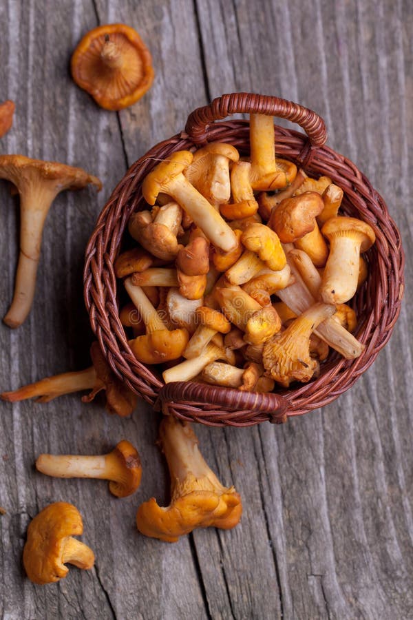 Fresh Chanterelle Mushrooms Stock Photo Image of ingredient, orange