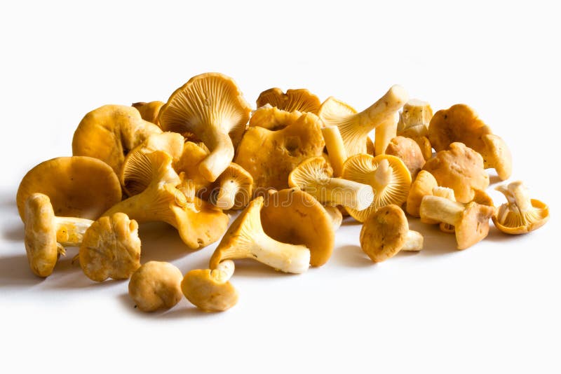 Fresh Chanterelles stock image. Image of detail, isolated 32825311