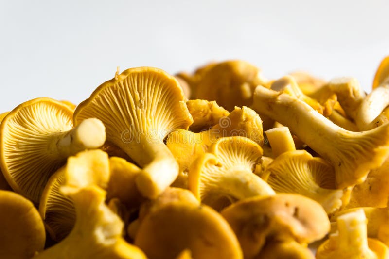 Fresh Chanterelles stock photo. Image of eatable, boletus 32825338