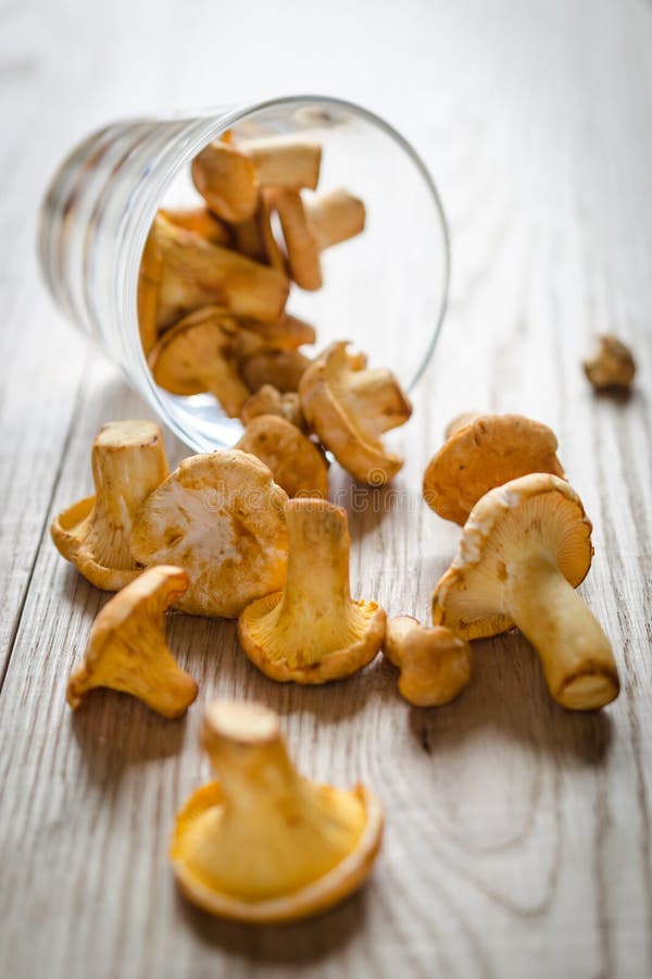 Fresh chanterelles stock photo. Image of color, food 32849754