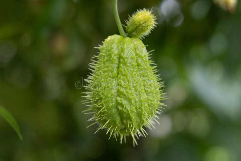 Fresh green chayote in the garden stock image Fresh green chayote in the garden stock image