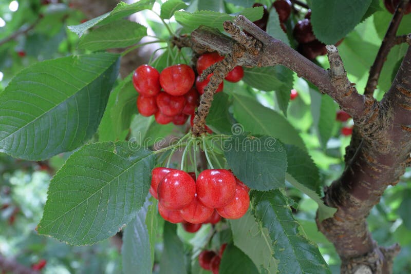 Fresh Cherries Growing on Tree Stock Image Image of cherry, organic
