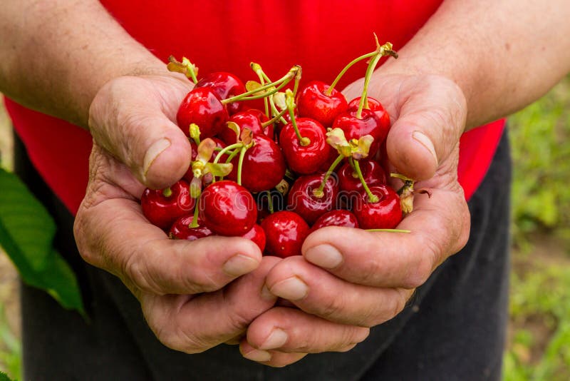 Fresh cherries in a hand of a old man.