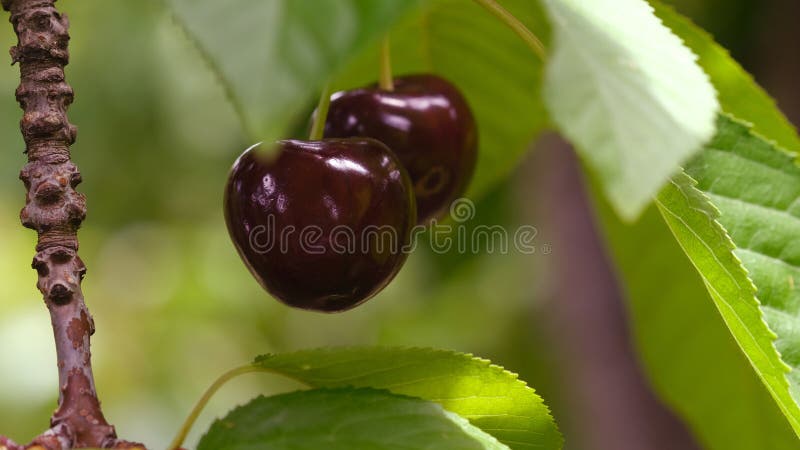 Fresh cherries near me