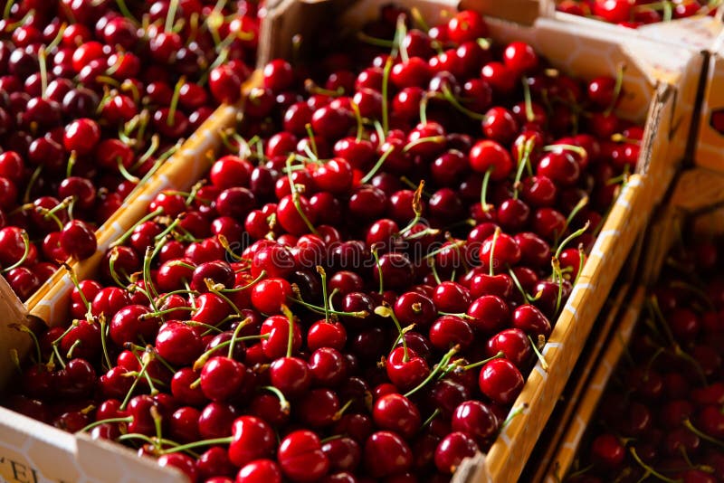 Fresh Cherry on Counter in Supermarket Stock Photo Image of ripe