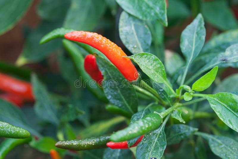 Fresh chili peppers stock image. Image of paprika, chili 22687723