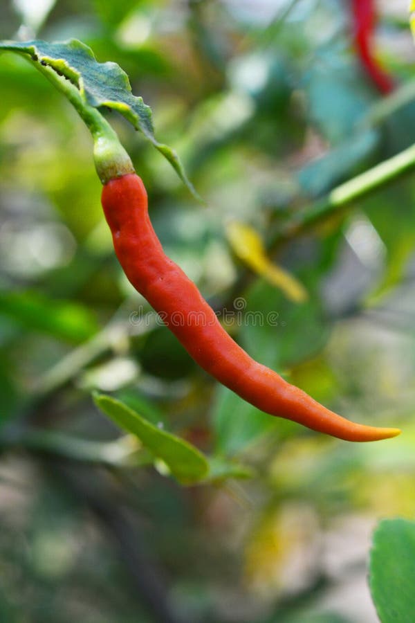 Fresh chili on tree stock image. Image of closeup, chili 49815811