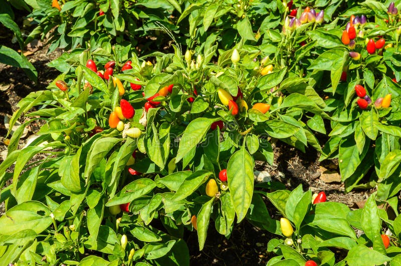 Fresh Chili Tree In Vegetable Garden Stock Image Image of chili, grow