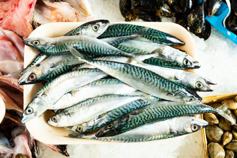 Fresh Mackerel in Fish Store Showcase Stock Photo Image of atlantic