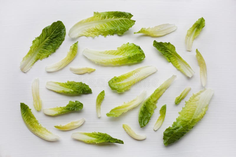 Fresh chinese cabbage isolated stock photography Fresh chinese cabbage isolated stock photography