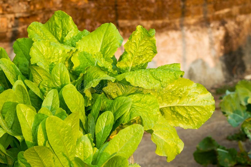 Fresh Chinese mustard stock image. Image of mustard, organic 75338903