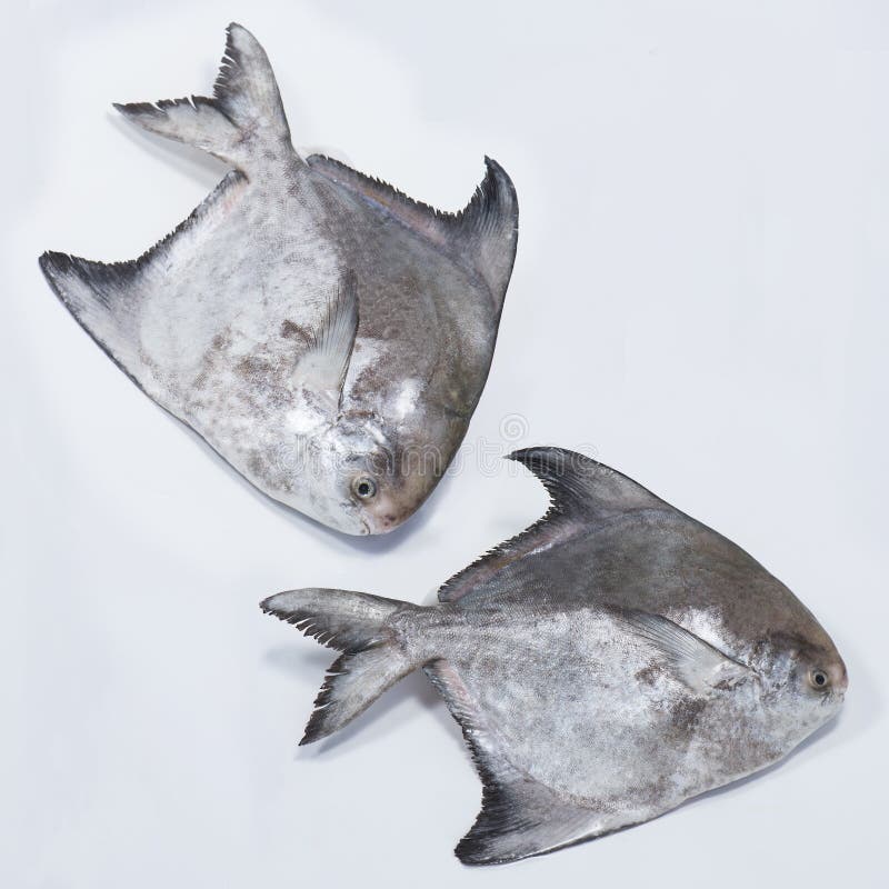 Black Pomfret Big Stock Photos Free & RoyaltyFree Stock Photos from
