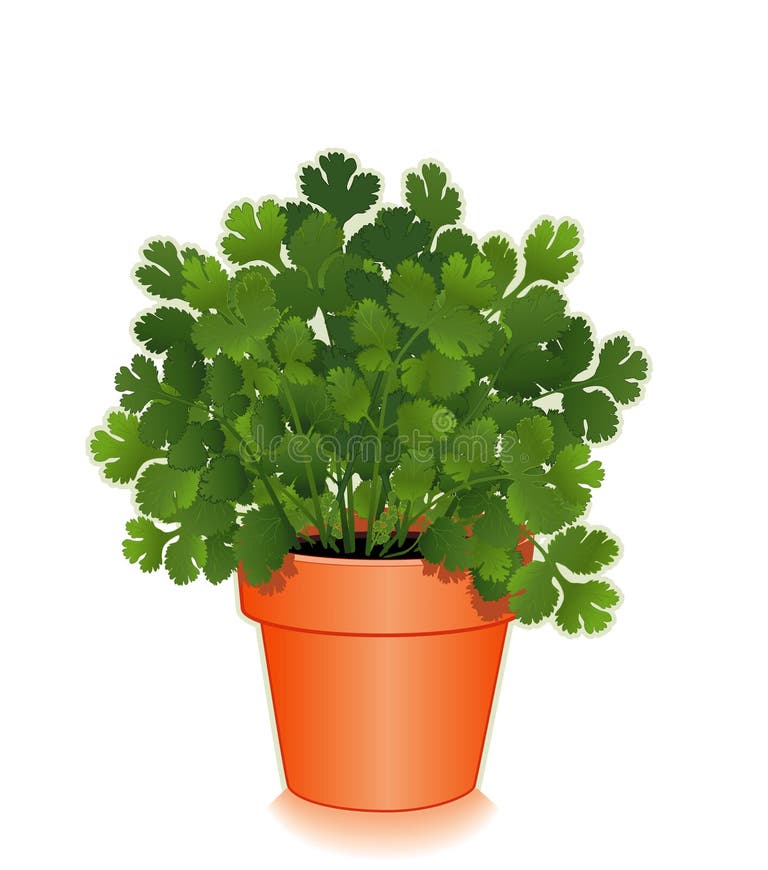 Cilantro Stock Illustrations 21,159 Cilantro Stock Illustrations