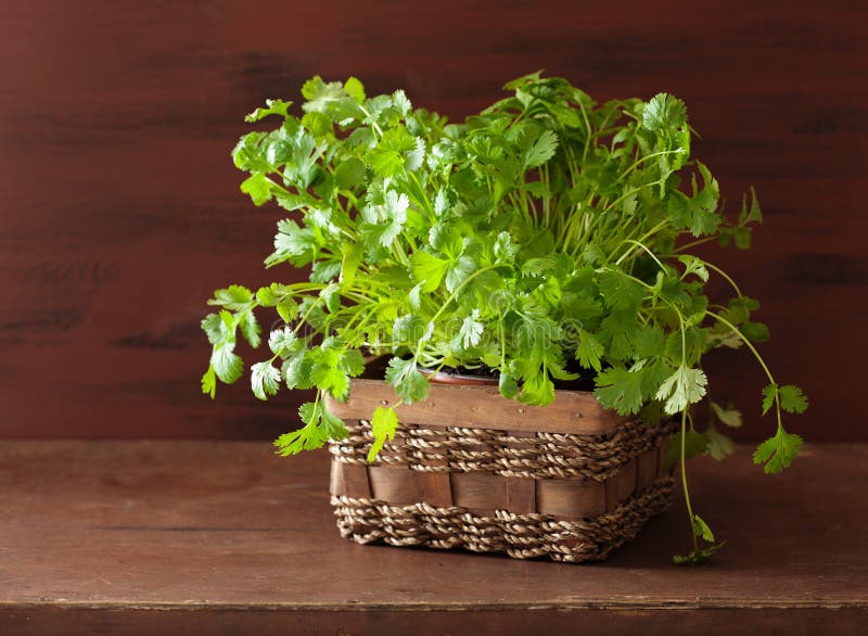 Fresh cilantro herb in pot