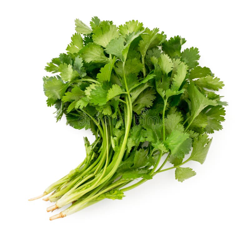 Set of Cilantro Leaves on a White, Isolated. the Form of the Top. Stock