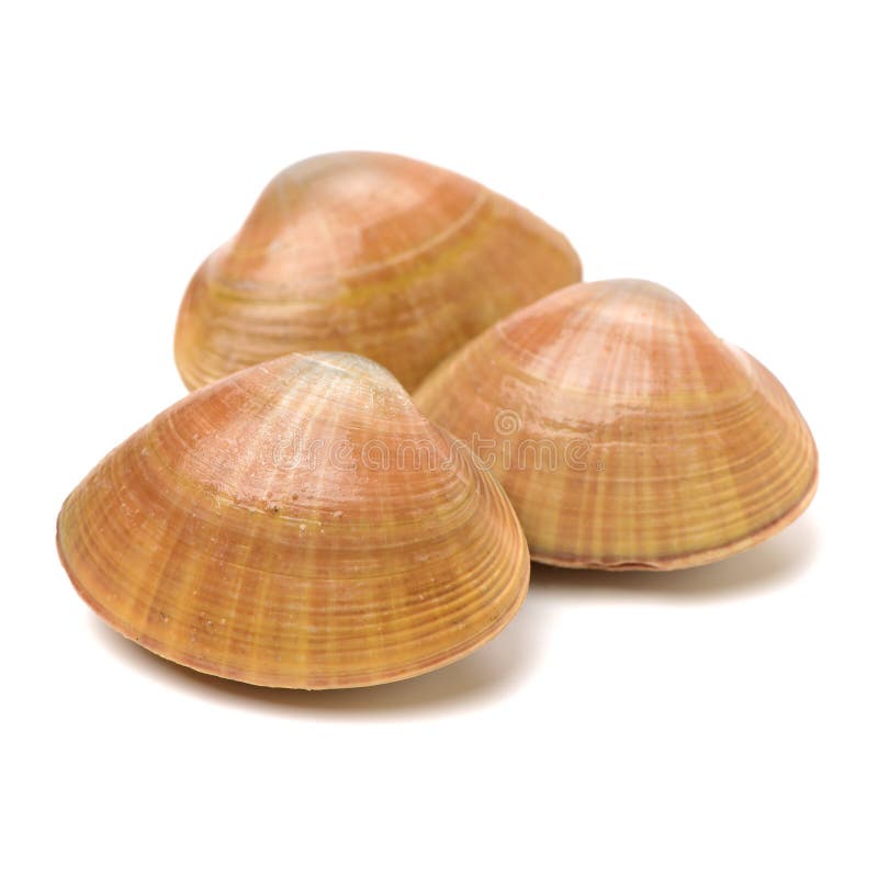 Fresh clams stock photo. Image of marine, seafood, white 137011376