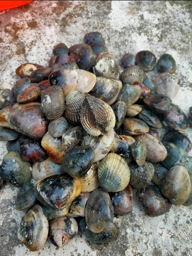 Clams stock photo. Image of food, ocean, life, seafood 35166456