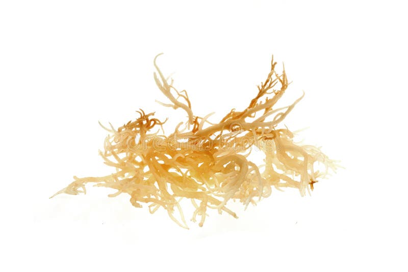 Fresh clear irish moss seaweed isolated on white background