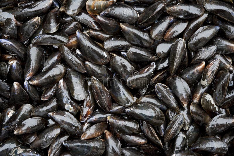 Fresh closed mussels stock images