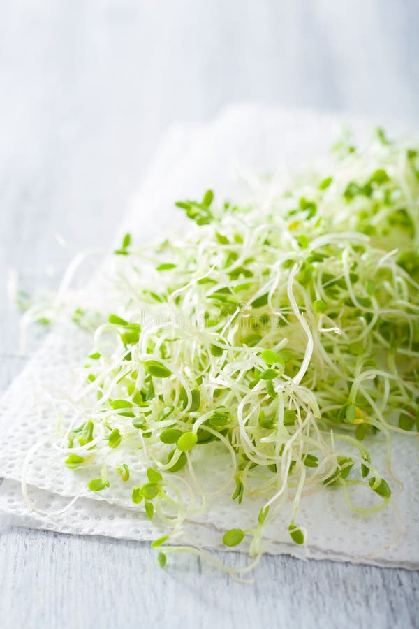 Fresh Clover Sprouts Healthy Food Stock Image Image of nutrition