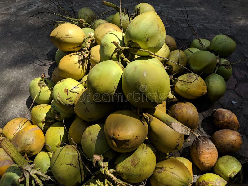 Fresh Coconut Fruit Ready To Drink Stock Image Image of outdoor
