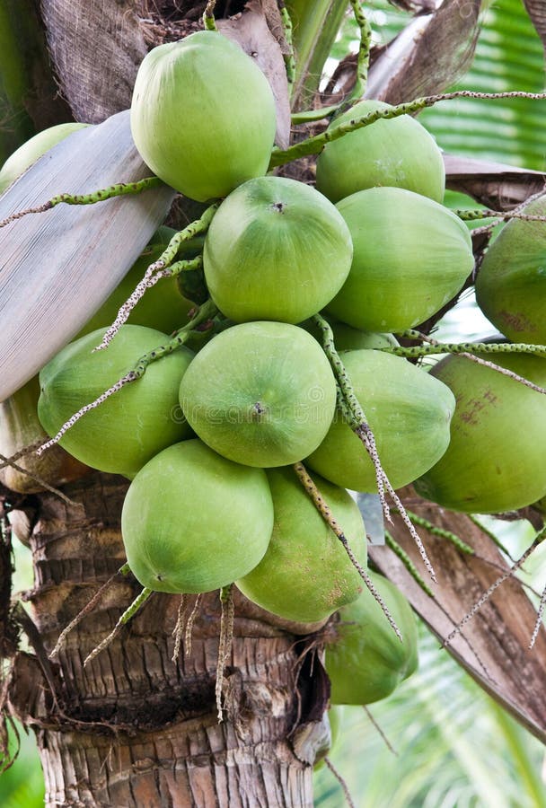 Coconut Fruit stock image. Image of tree, organic, healthy 32151617